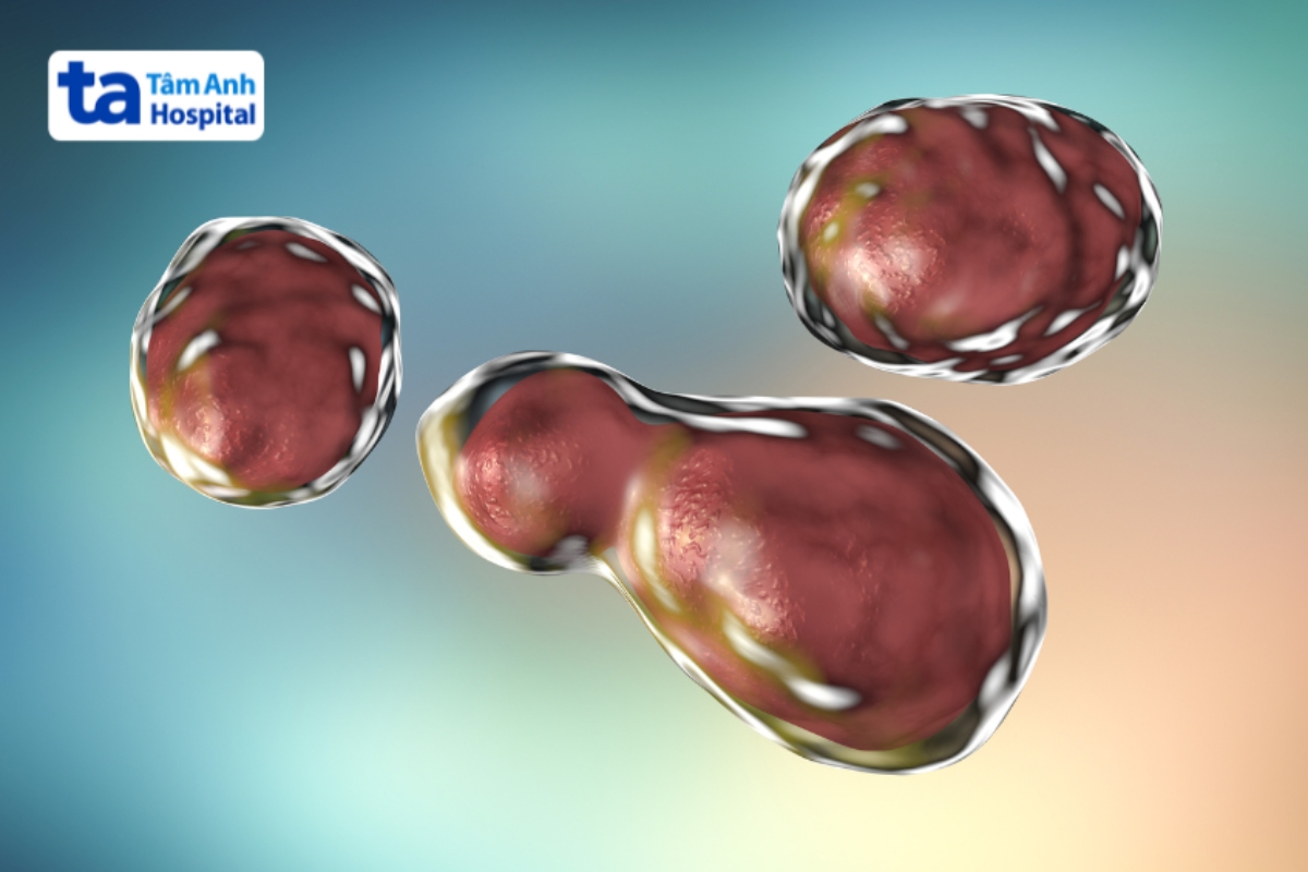 nấm Cryptococcus