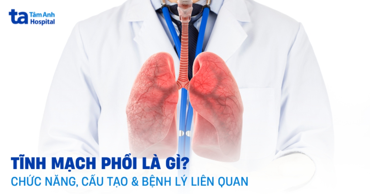 Tĩnh mạch phổi là gì? Cấu trúc và chức năng của cơ quan này