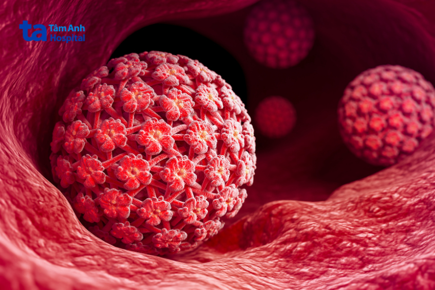 Mô phỏng virus HPV trong niêm mạc sinh dục