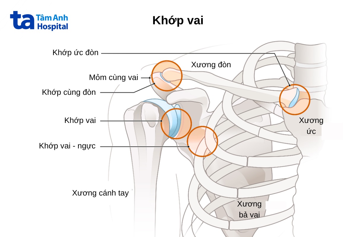 Khớp ức đòn là 1 trong những khớp cấu tạo nên khớp vai