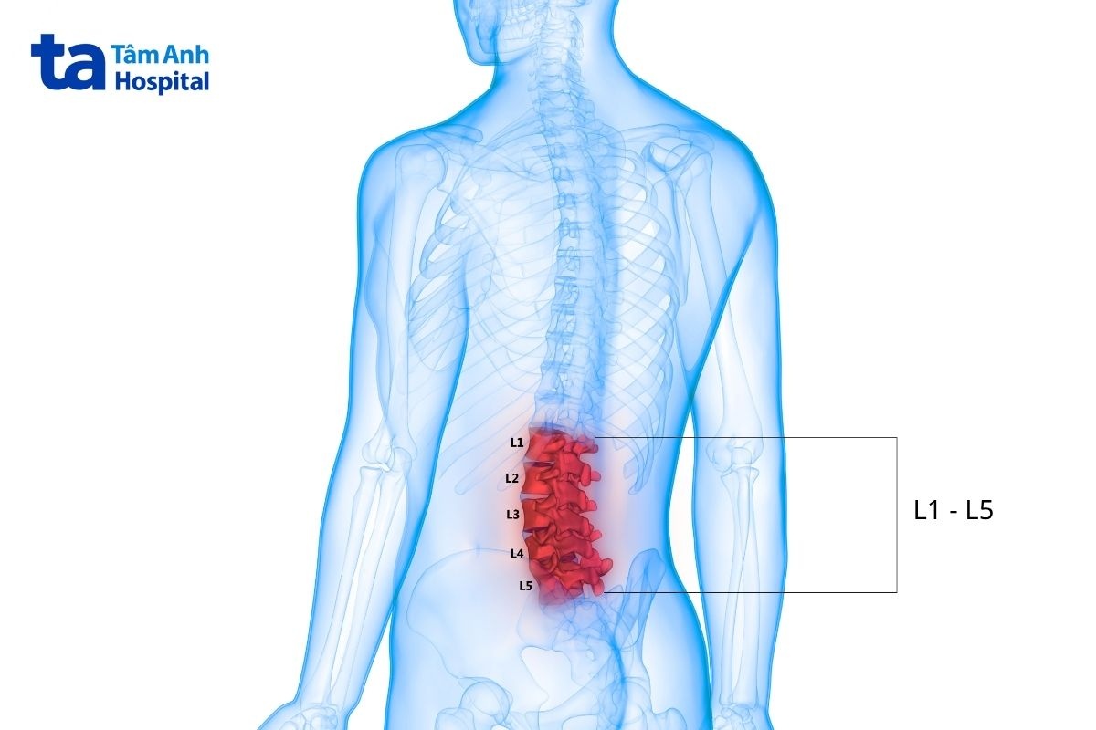 Vị trí và chức năng của đốt sống thắt lưng