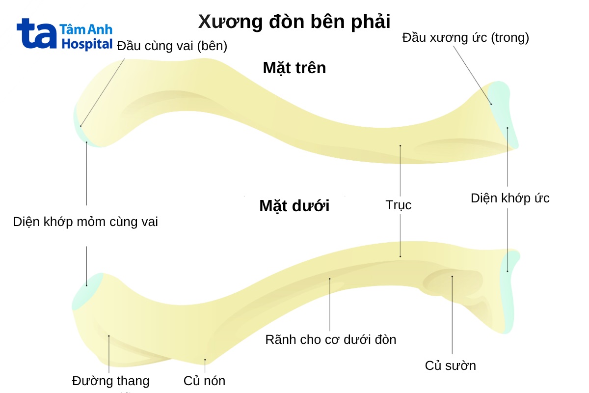 Xương đòn cấu tạo nên khớp ức đòn