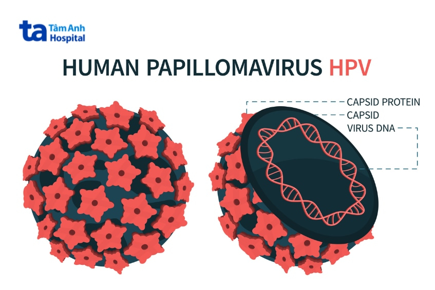 Minh họa cấu trúc và vật liệu di truyền của virus HPV.