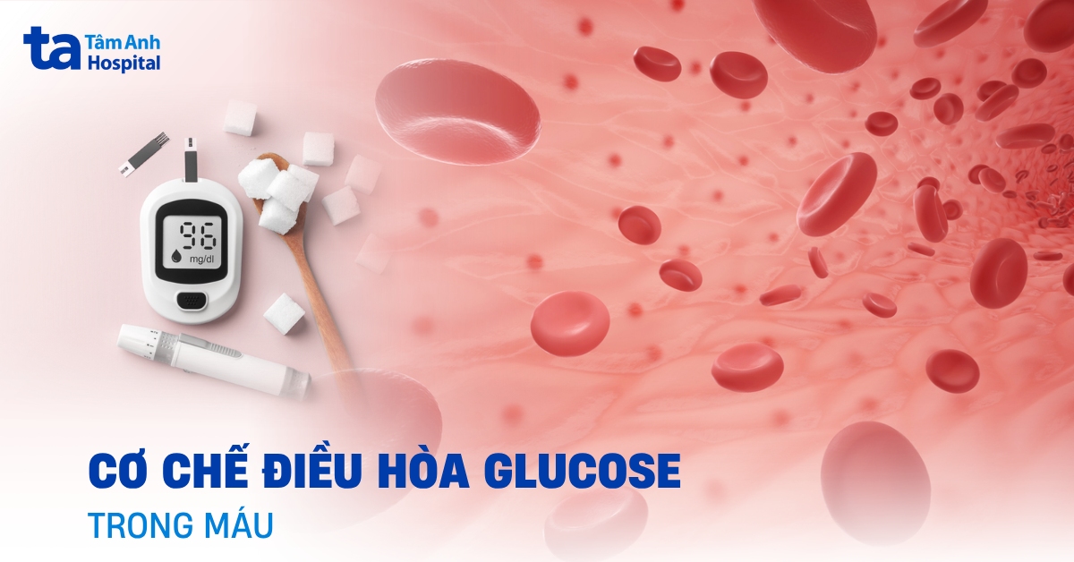 Cơ chế điều hòa glucose trong máu diễn ra như thế nào?