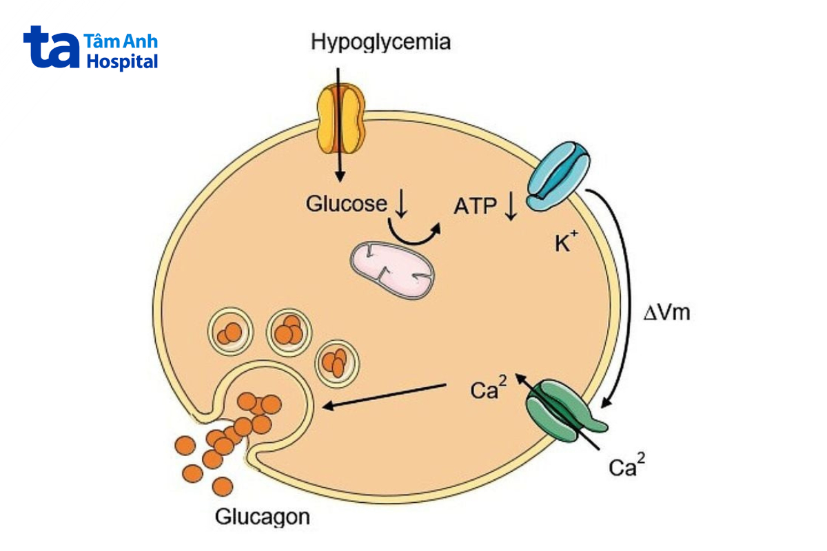 Cơ chế tế bào alpha tiết glucagon khi đường huyết giảm.
