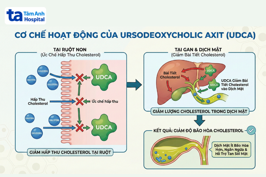 Cơ chế UDCA giảm hấp thu và độ bão hòa cholesterol trong mật.