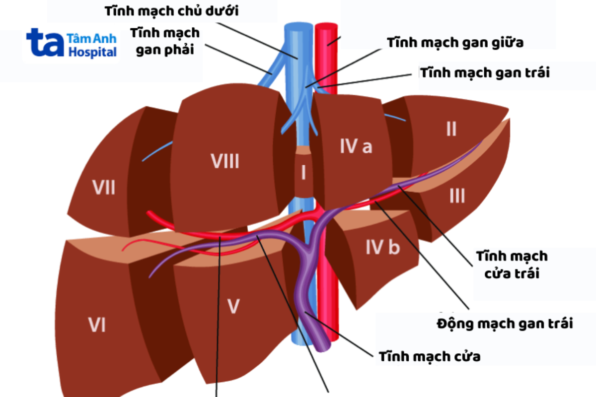 giải phẫu hệ tĩnh mạch gan