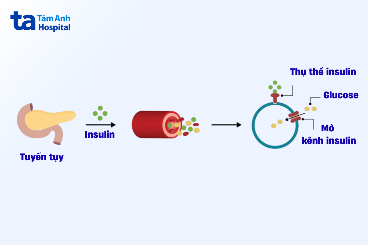 insulin giúp mở cánh cửa tế bào để tiếp nhận glucose từ máu