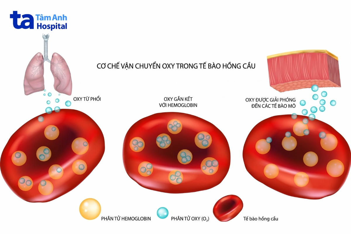 liệu pháp oxy cao áp nhẹ mhbot