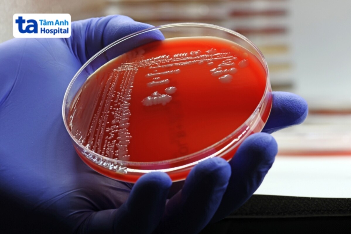 mrsa là gì