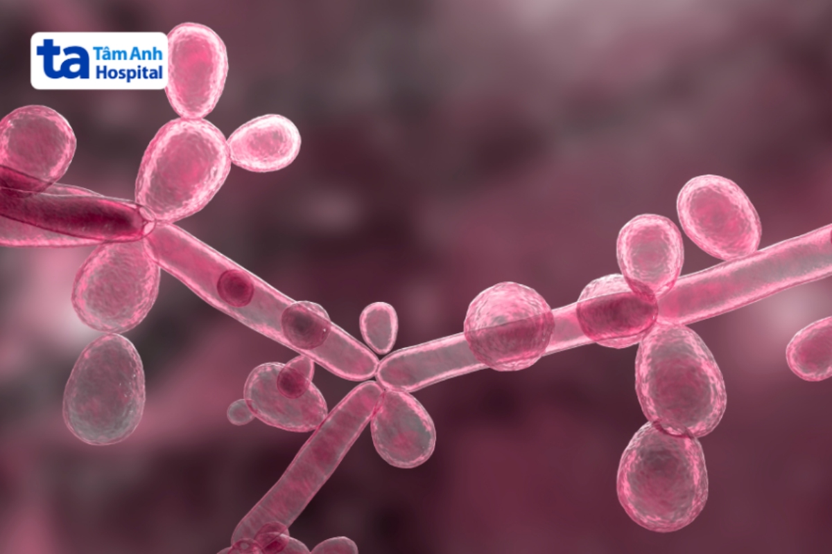 nấm Candida