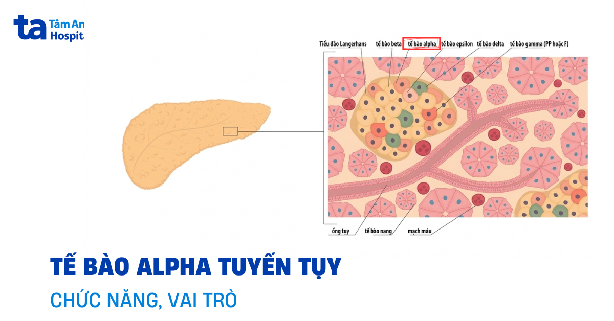 Tế bào alpha tuyến tụy là gì? Chức năng và vai trò