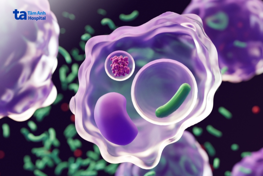 Tế Bào Macrophage (Đại Thực Bào)