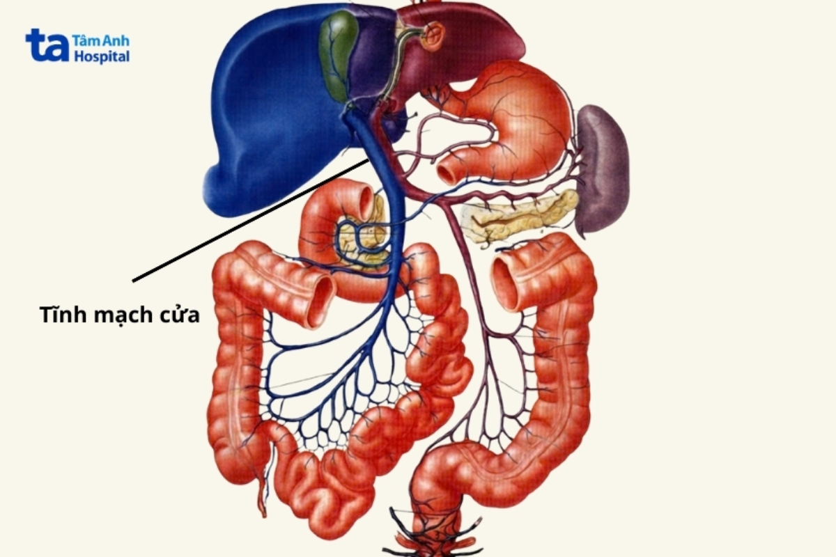 tĩnh mạch cửa kết nối gan