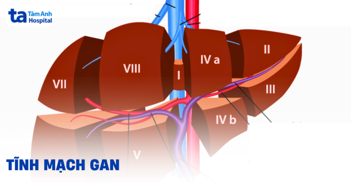 Hiểu đúng về tĩnh mạch gan: Giải phẫu và chức năng