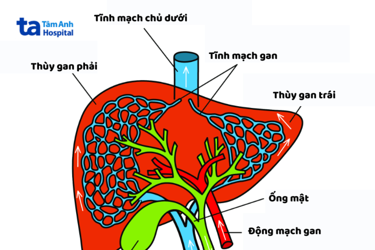 tĩnh mạch ở gan