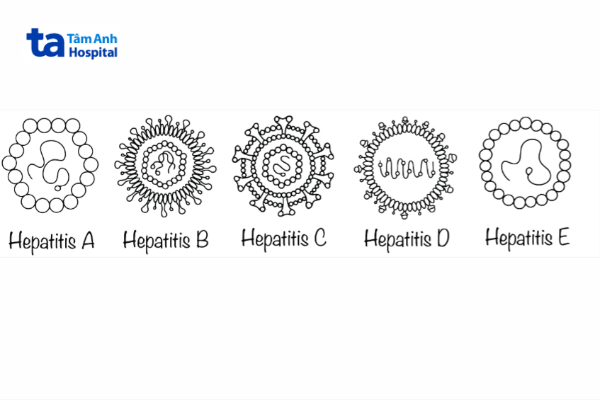 các loại viêm gan virus