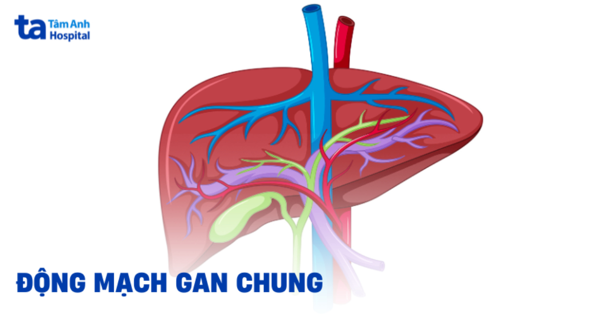 Động mạch gan chung: Vai trò và ý nghĩa lâm sàng
