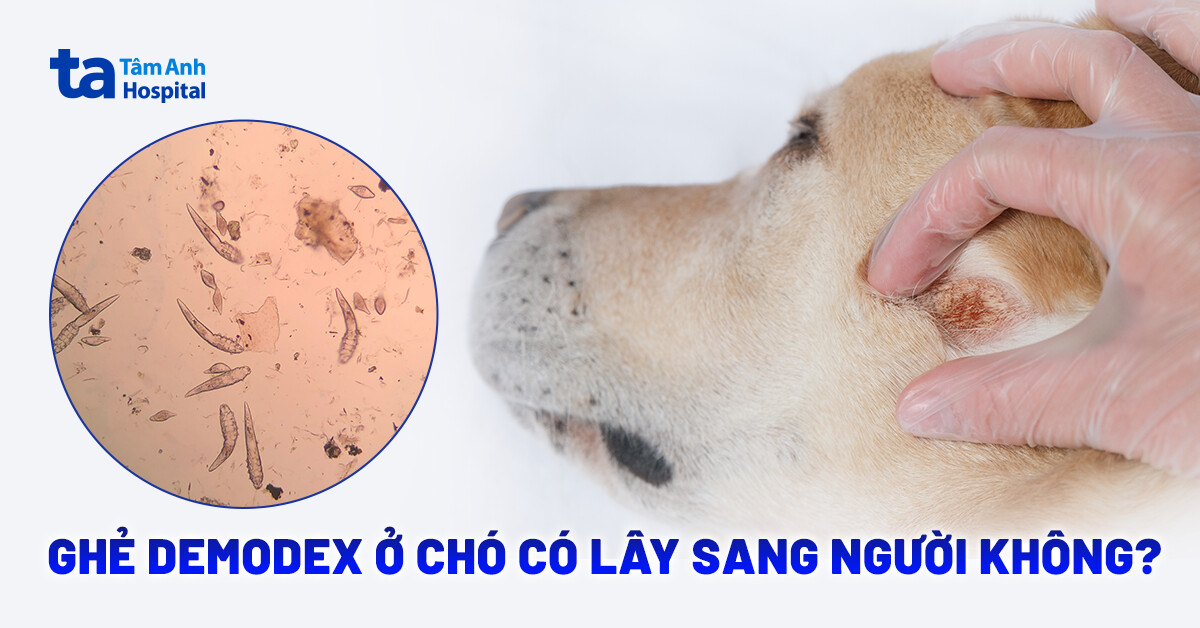 Giải đáp nhanh: Ghẻ demodex ở chó có lây sang người không?