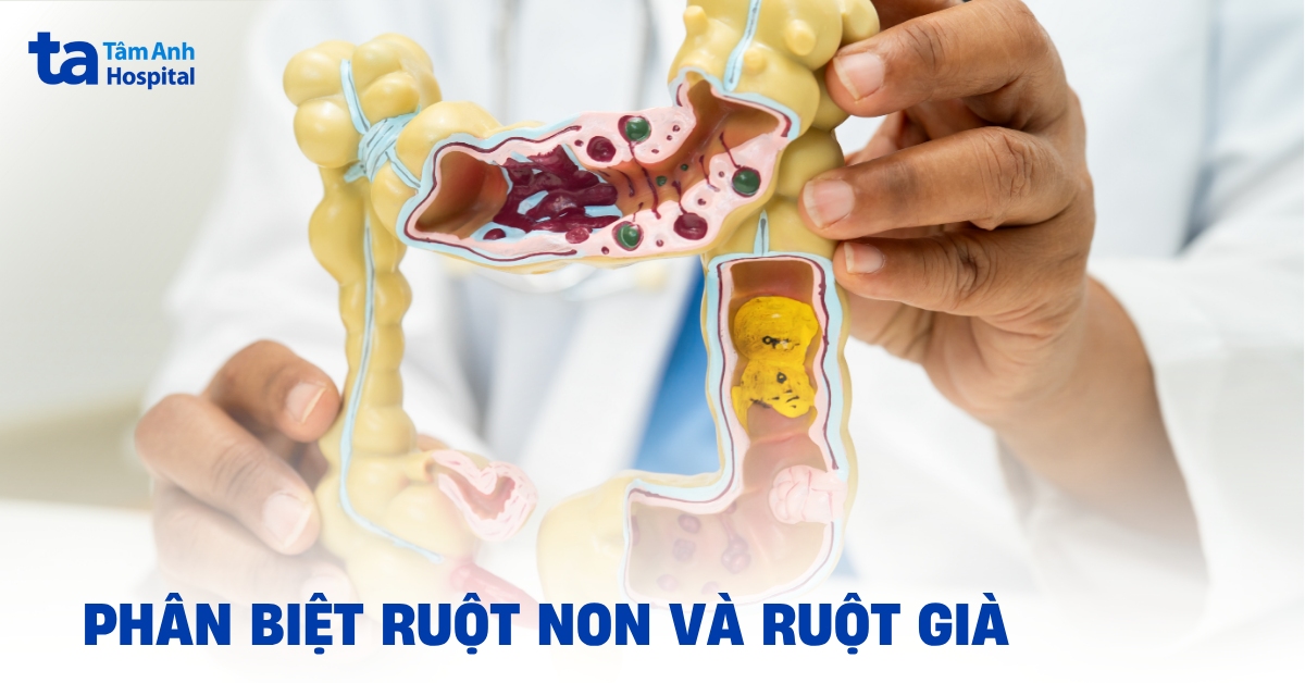 So sánh sự khác nhau giữa ruột non và ruột già