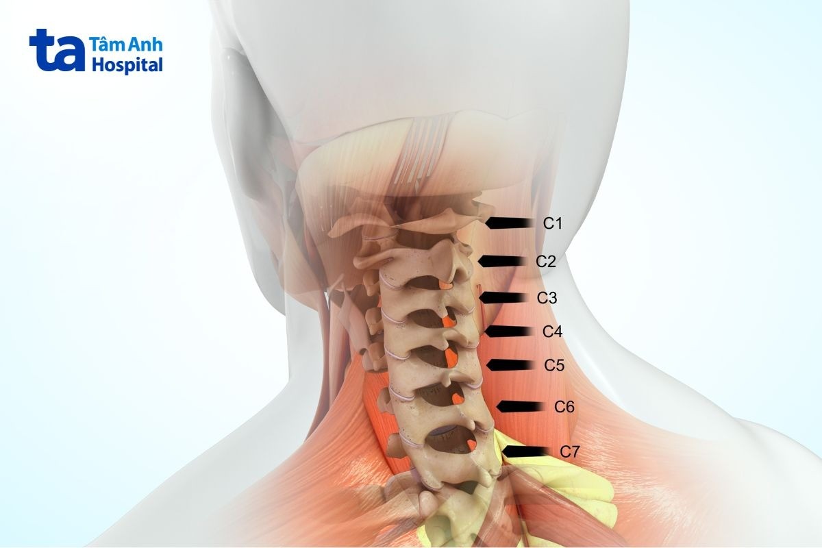 cấu tạo đốt sống​ cổ