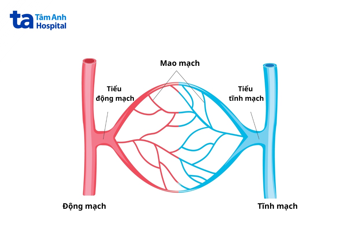 chức năng của tiểu động mạch