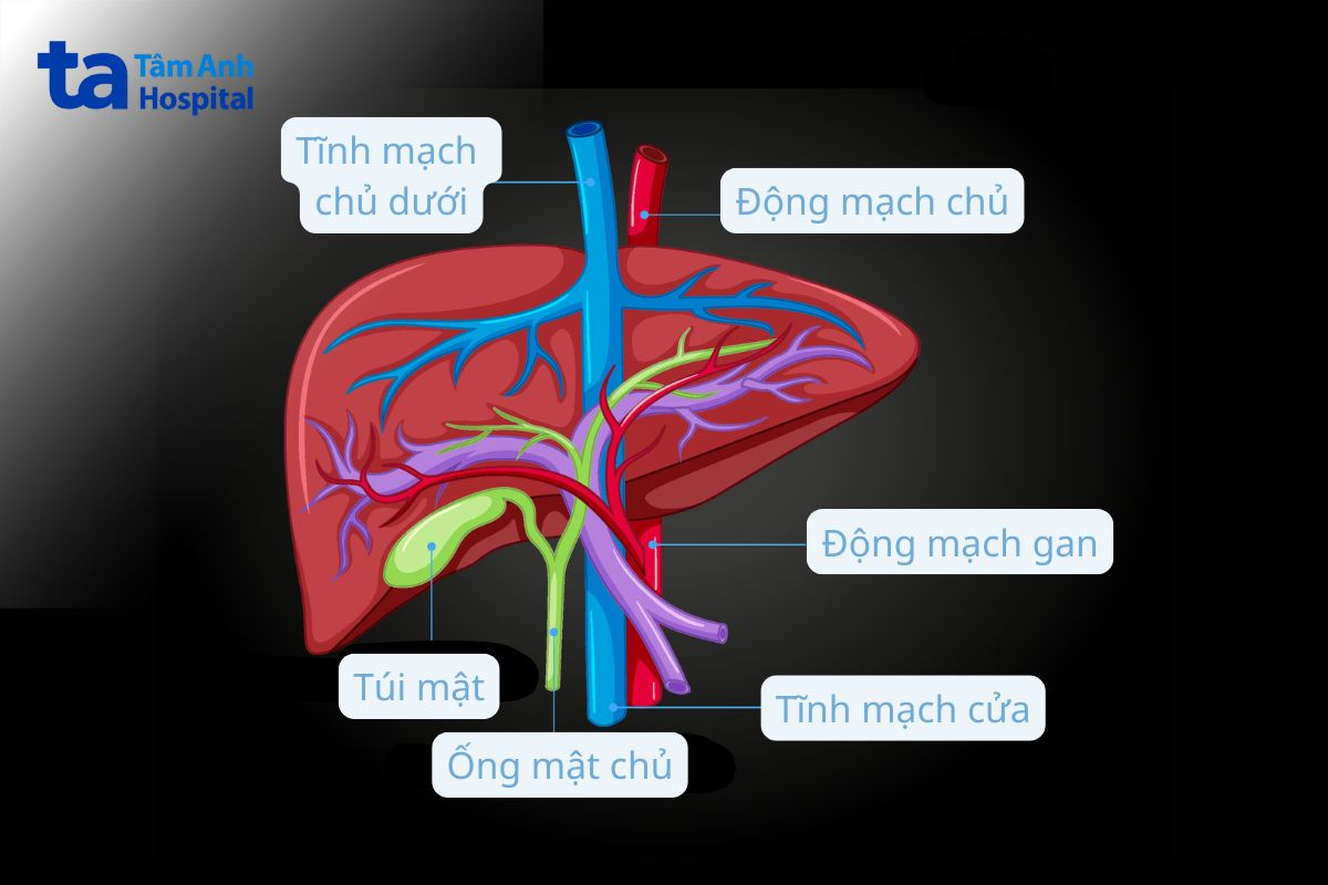 đo chênh áp tĩnh mạch gan