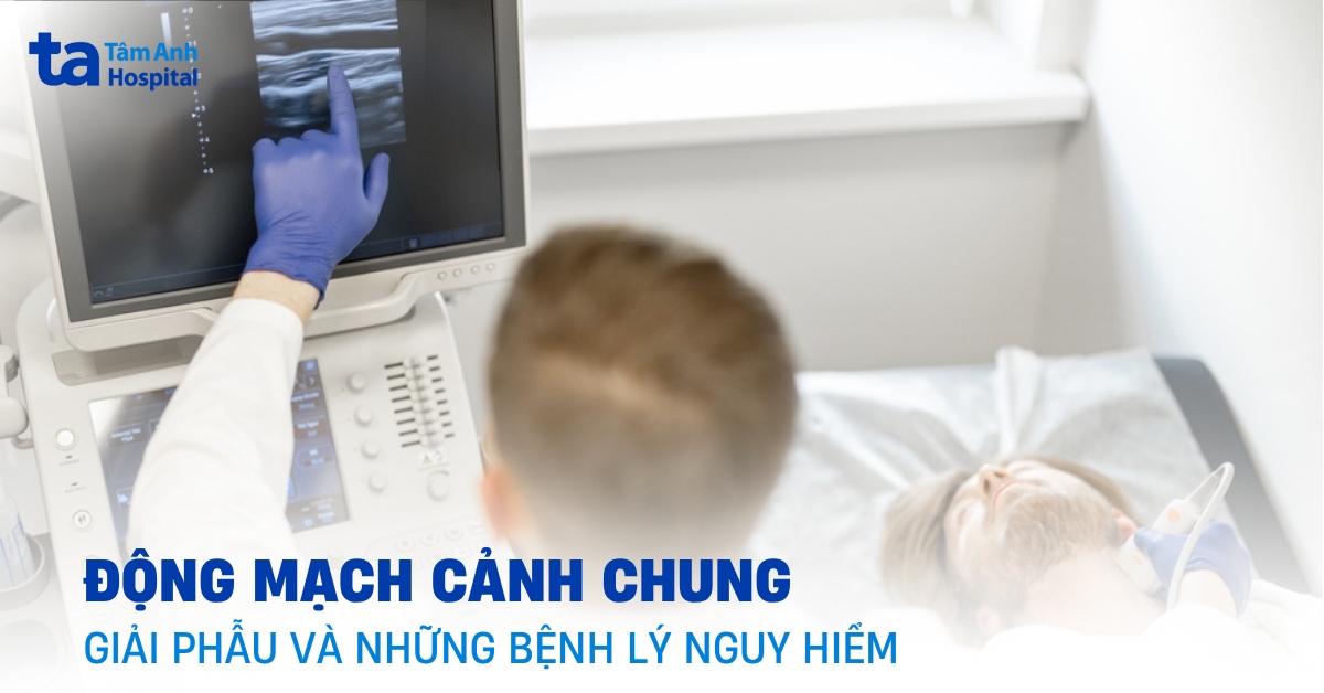 Động mạch cảnh chung: Giải phẫu và chức năng