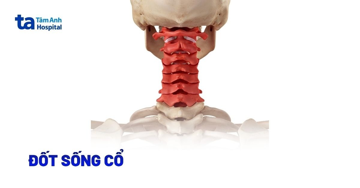 Giải phẫu đốt sống cổ: Cấu tạo và các chức năng