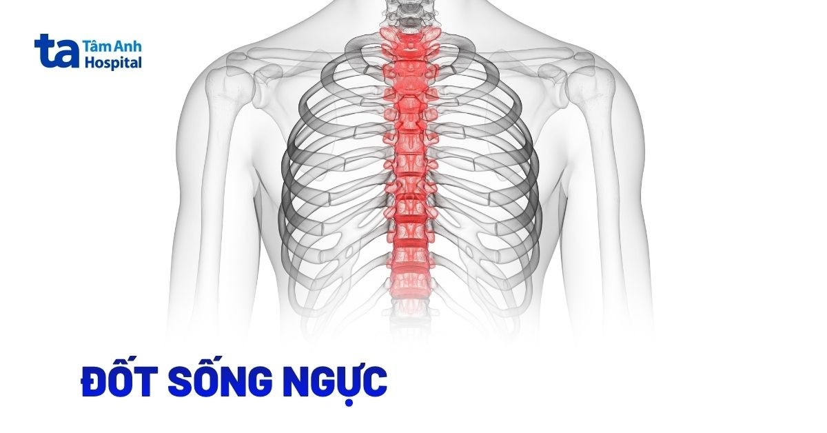 Đốt sống ngực: Cấu tạo giải phẫu và chức năng quan trọng