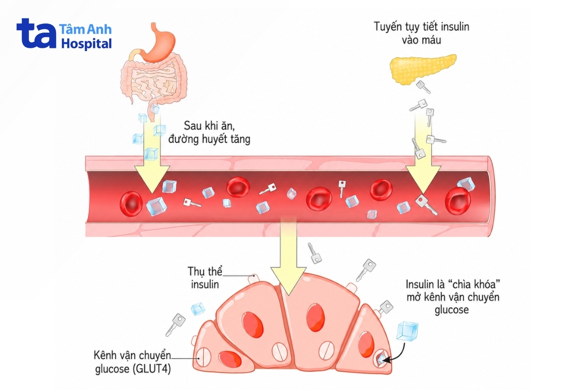 hormone insulin phát tín hiệu kích hoạt kênh vận chuyển glucose