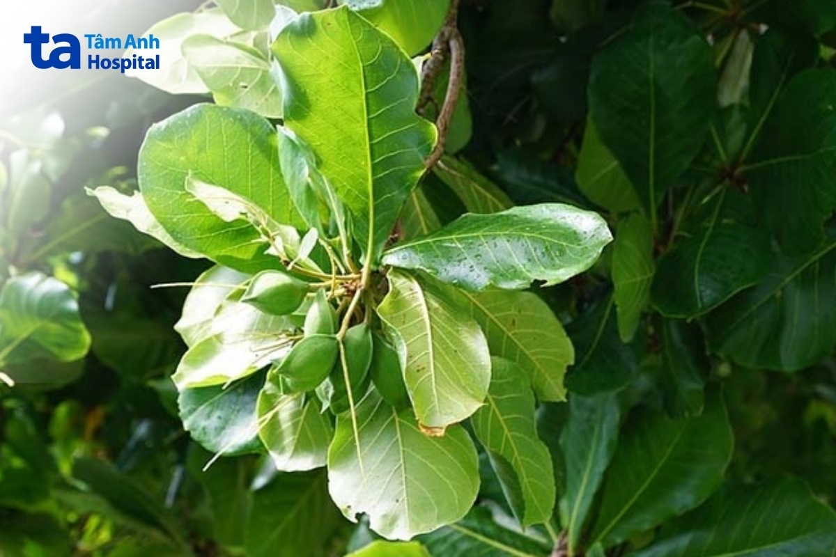 không nên dùng lá bàng để tự điều trị viêm da cơ địa