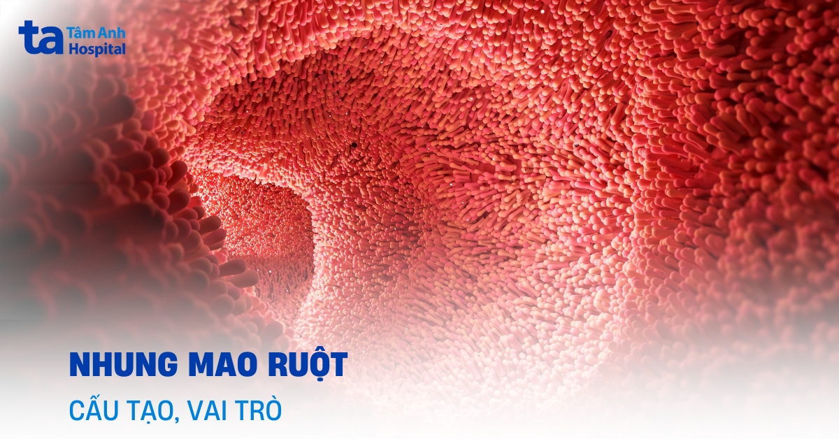Nhung mao ruột: Cơ quan hấp thu dinh dưỡng quan trọng