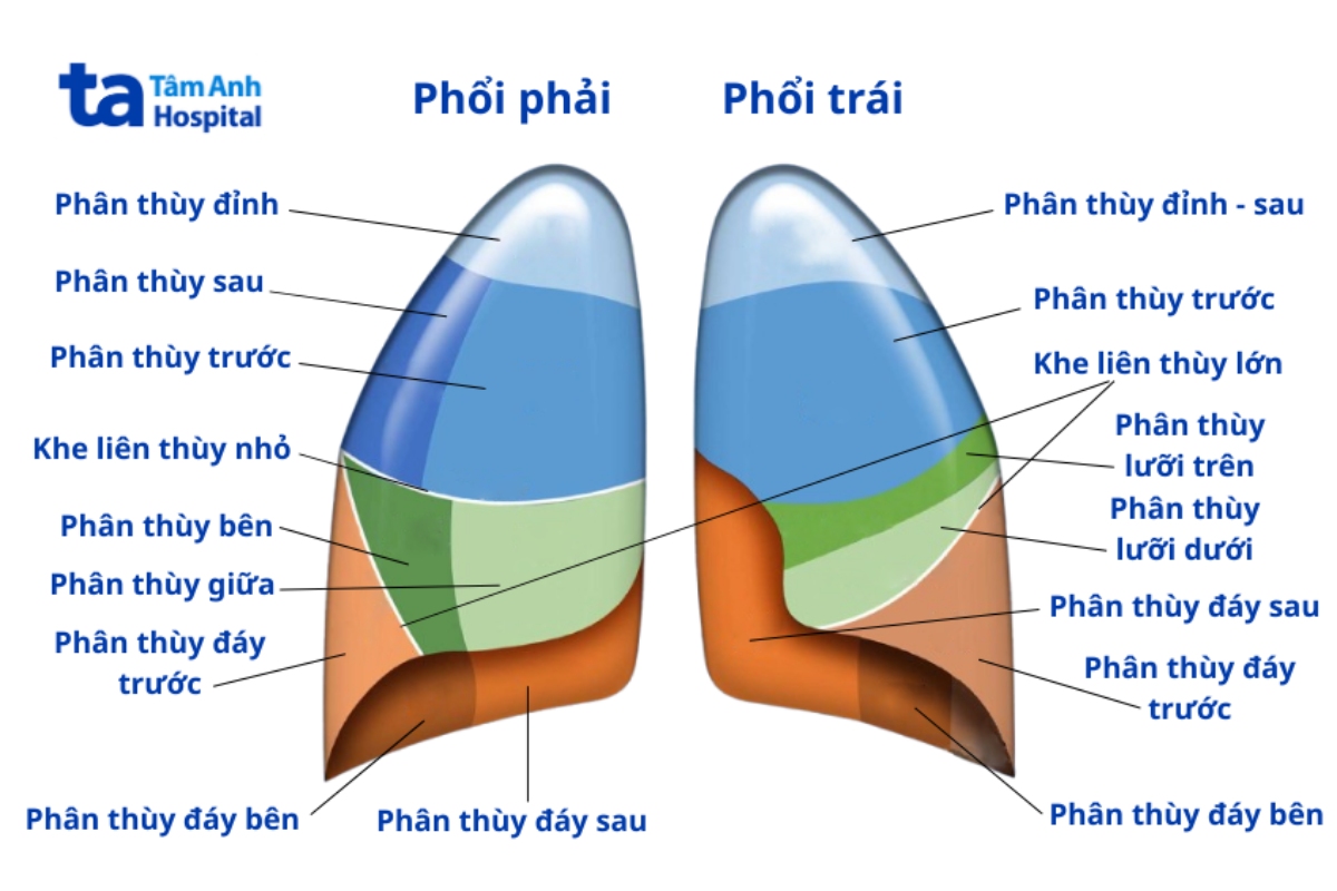Phân Thùy Phổi