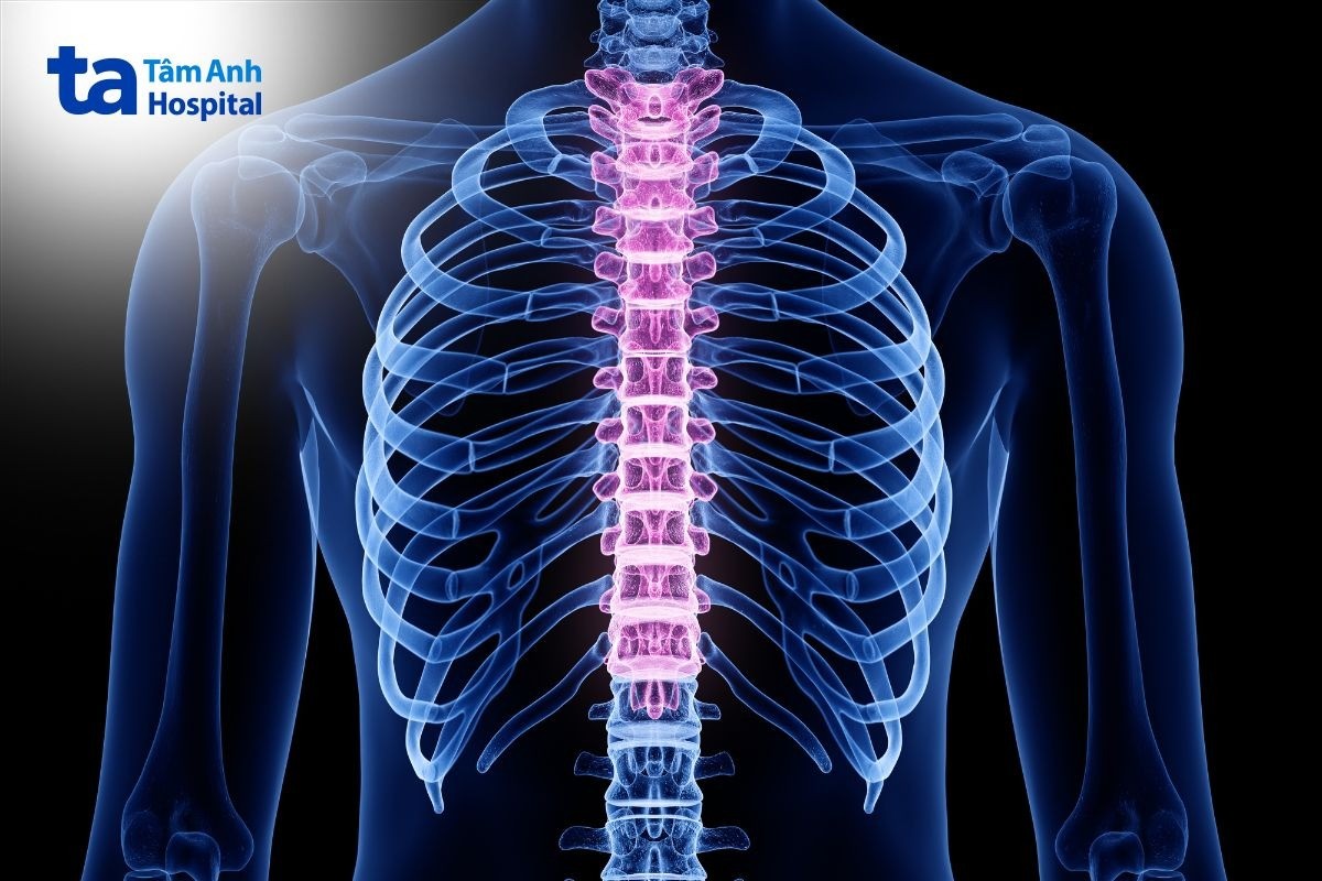 số lượng đốt sống ngực ở người bình thường