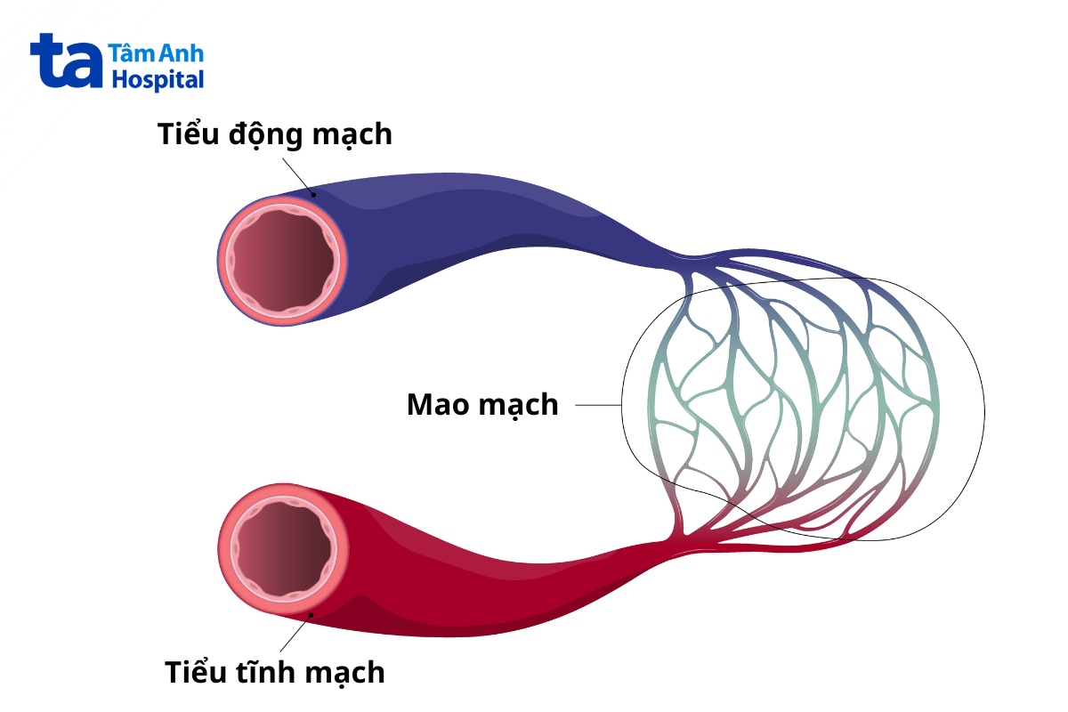 tiểu động mạch là gì
