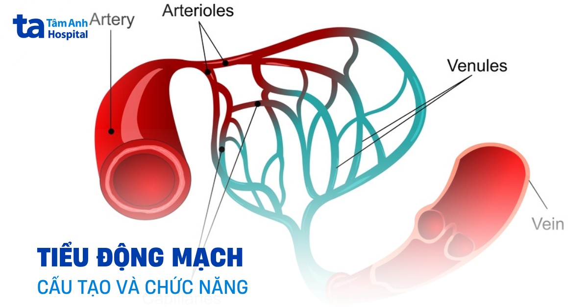 Tiểu động mạch: Cấu tạo và vai trò