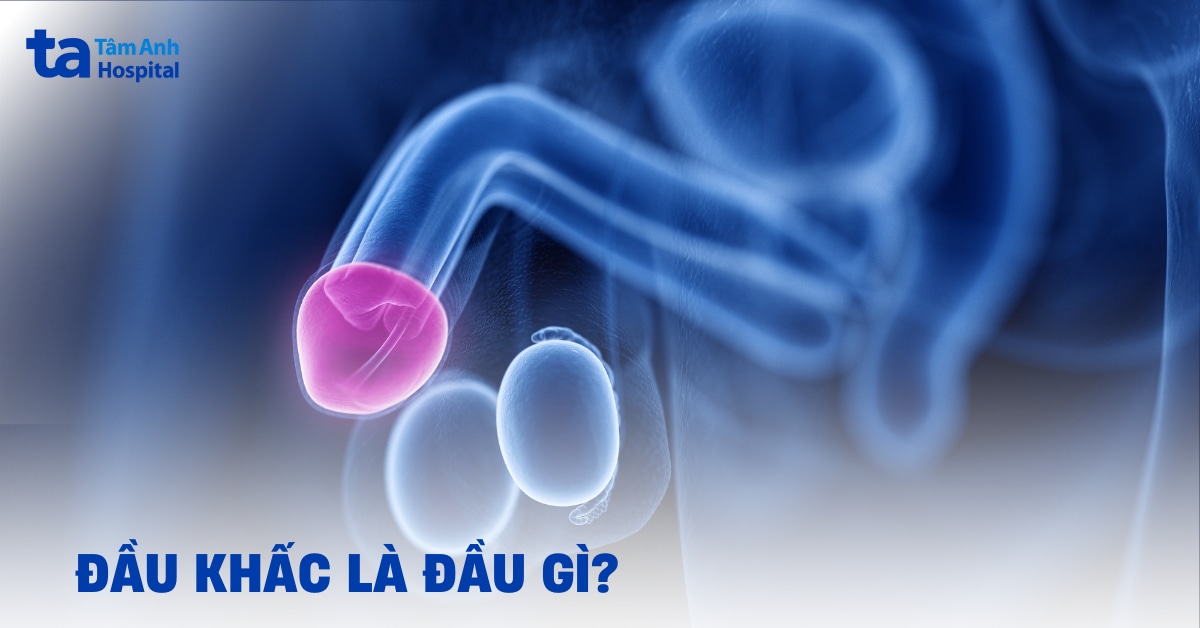 Đầu khấc là gì? Vai trò trong chức năng tình dục của nam giới
