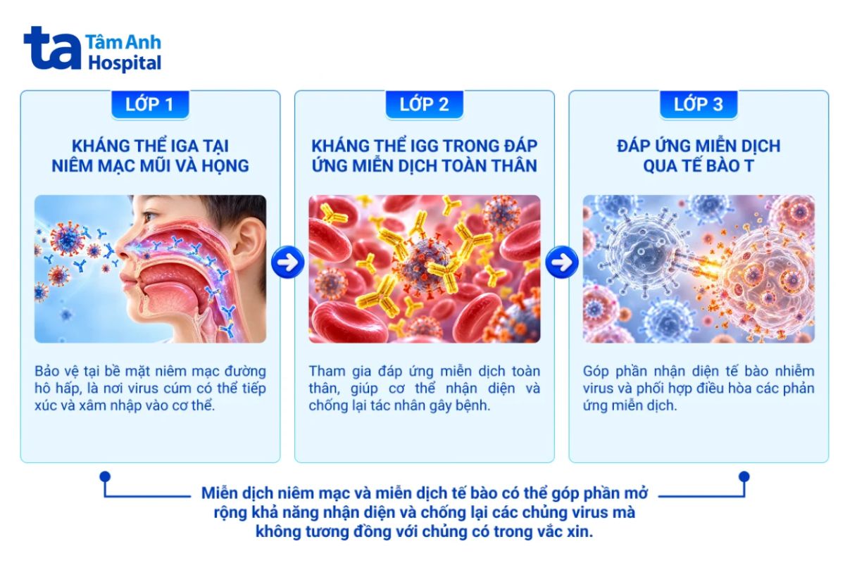 cơ chế đáp ứng miễn dịch ở niêm mạc mũi
