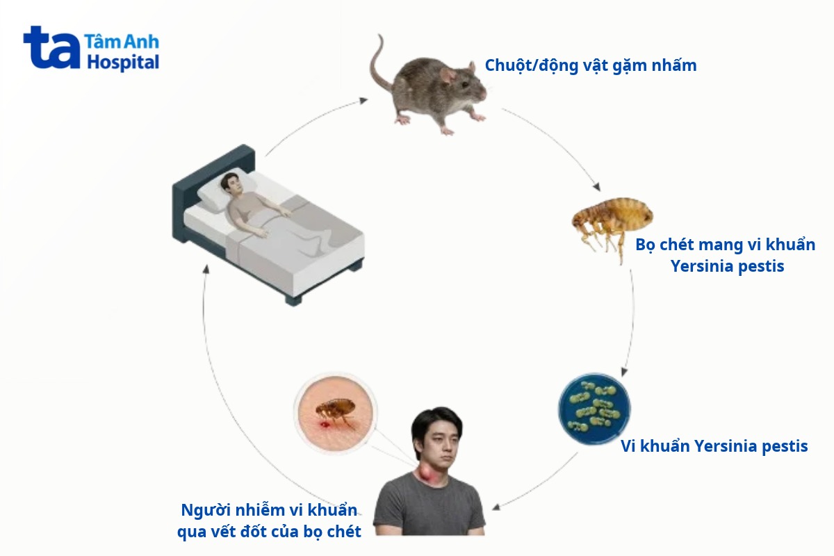 con đường truyền bệnh dịch hạch