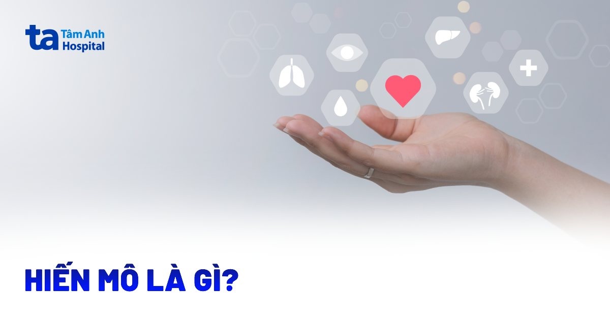 Hiến Mô Là Gì