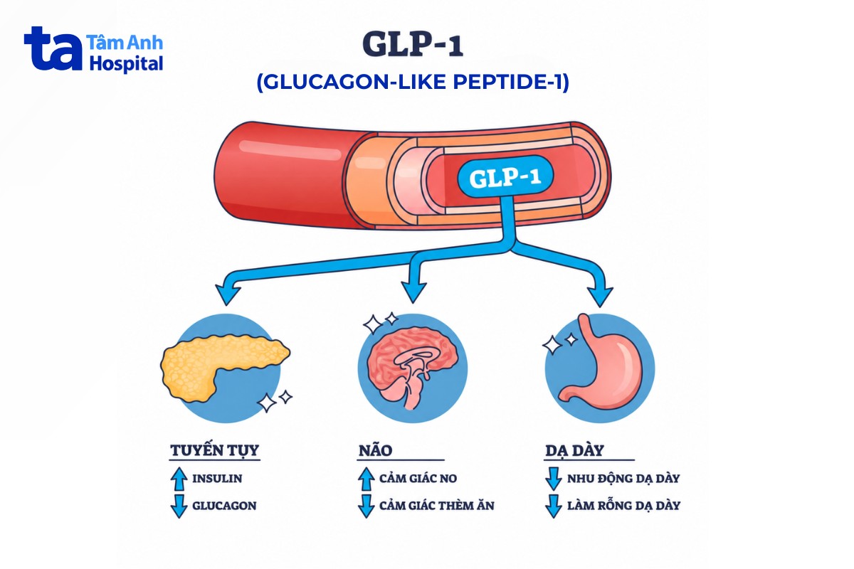 hormone glp-1