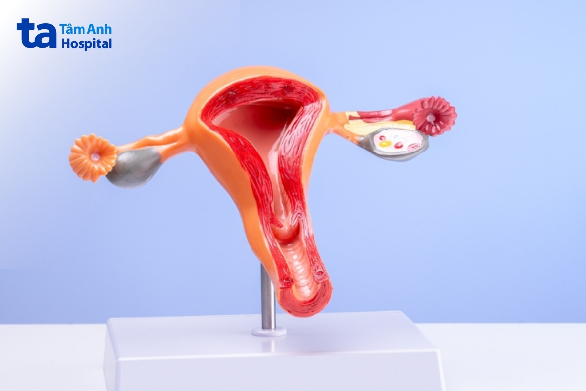 hormone progesterone đóng vai trò quan trọng trong hệ sinh sản của nữ giới