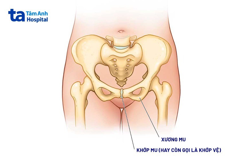 khớp vệ còn gọi là khớp mu