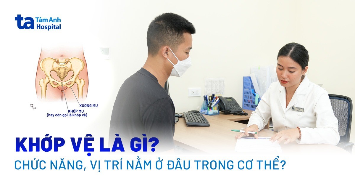 Khớp vệ là gì? Chức năng và vị trí