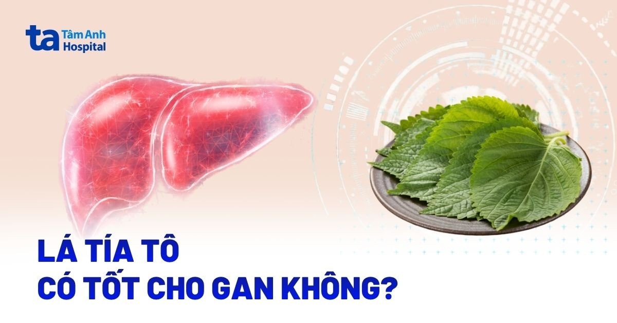 Lá Tía Tô Có Tốt Cho Gan Không