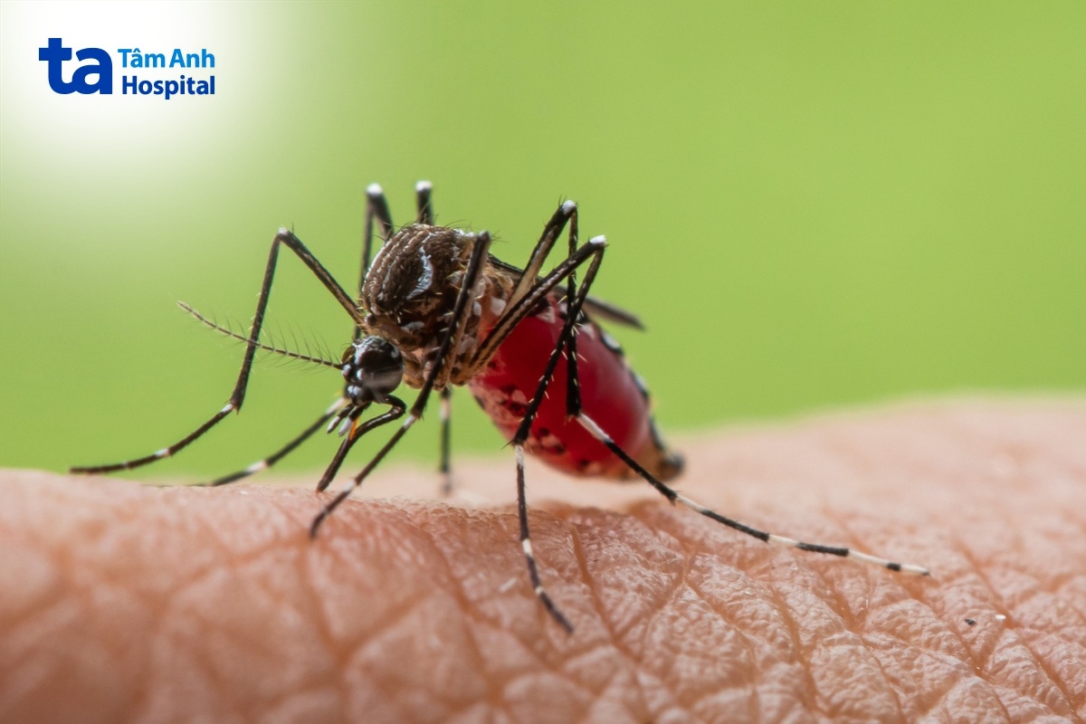 muỗi Aedes aegypti là nguyên nhân gây bệnh
