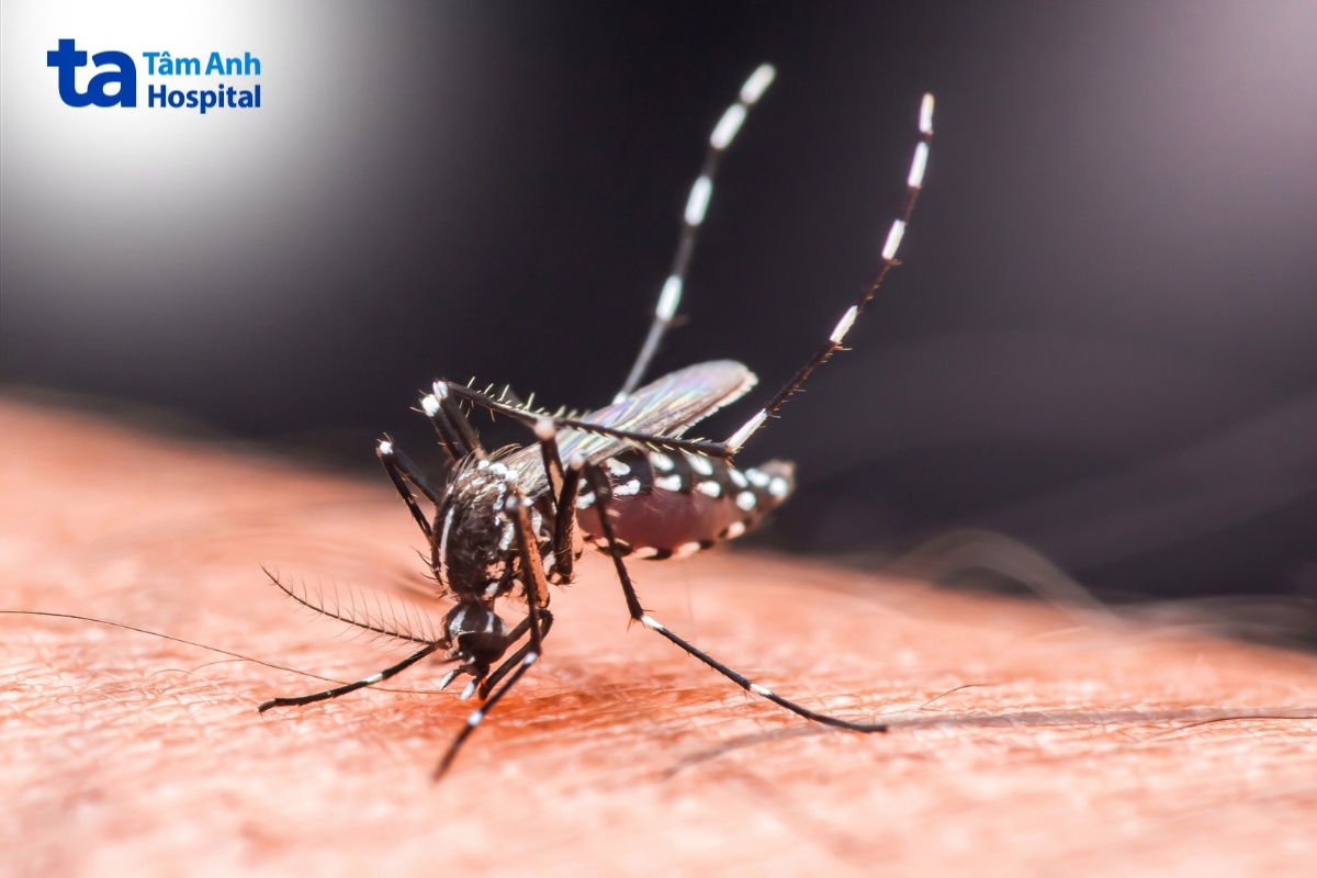 muỗi vằn là trung gian truyền virus dengue