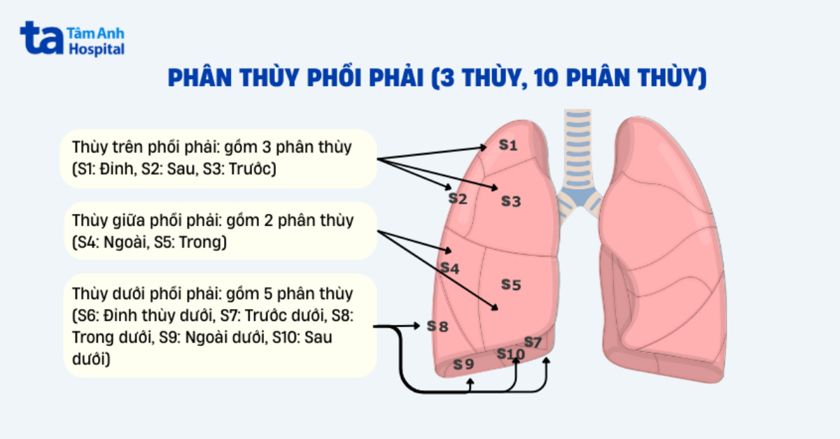 phân thùy phổi phải trên X-quang