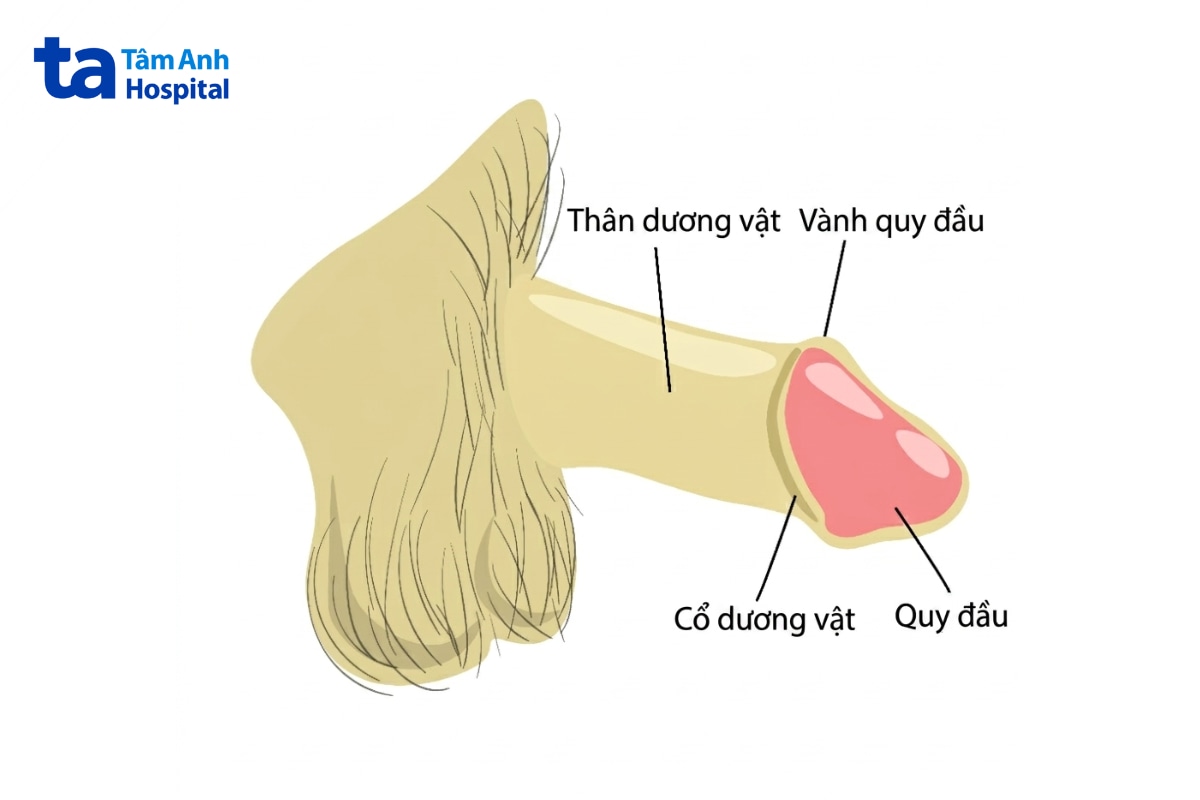 Sơ đồ chú thích quy đầu, vành quy đầu và thân dương vật